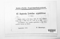 Septoria lobeliae-syphiliticae image
